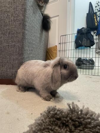 Image 5 of Indoor rabbit Eeyore looking for his forever home