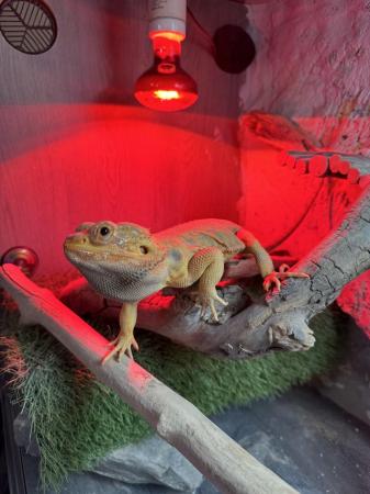 Image 4 of Male bearded dragon for sale!!!