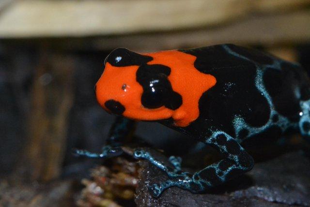 Image 6 of Dart frogs Ranitomeya benedicta tadpoles