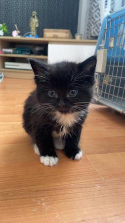 Image 5 of STUNNING BLACK AND WHITE KITTEN FOR SALE