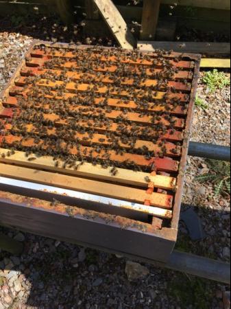 Image 3 of Honey bees nucs/colonies for sale
