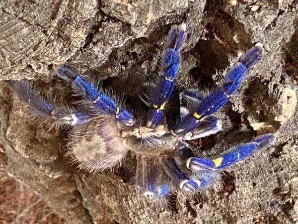 Image 5 of Unsexed Sapphire gooty Poecilotheria metallica with tank