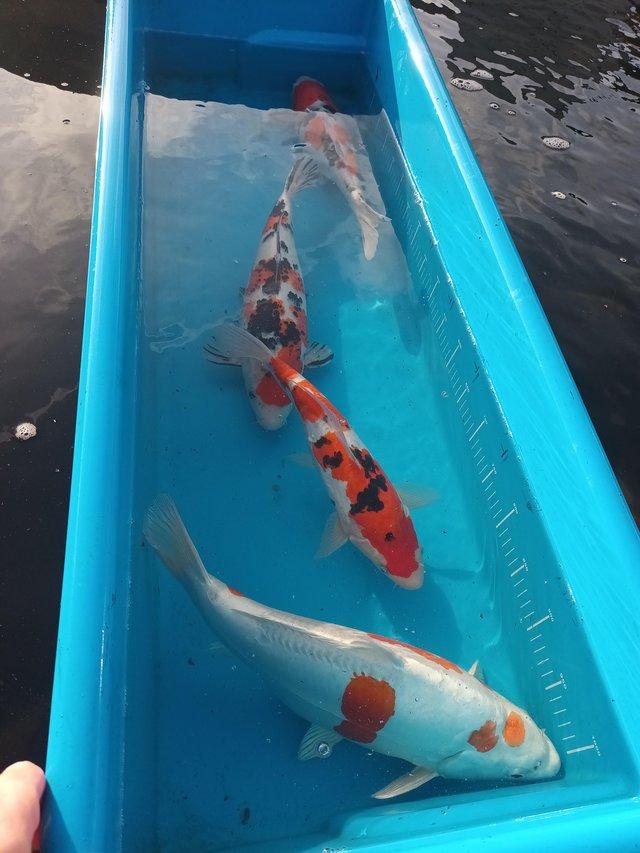 Preview of the first image of Japanese koi carp from un heated ponds.