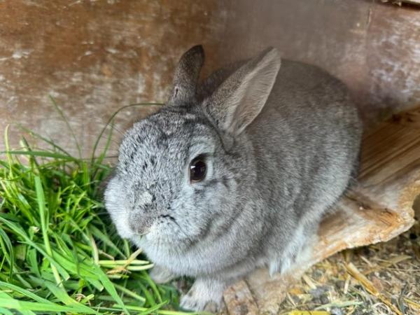 Image 3 of Friendly Female Pure Netherland Dwarf Rabbit