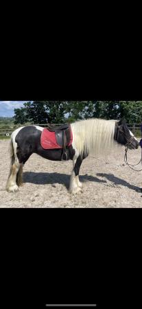 Image 3 of Lovely 14hh 5yo cob mare