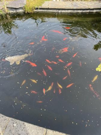 Image 2 of Unwanted pond - fish to re-home
