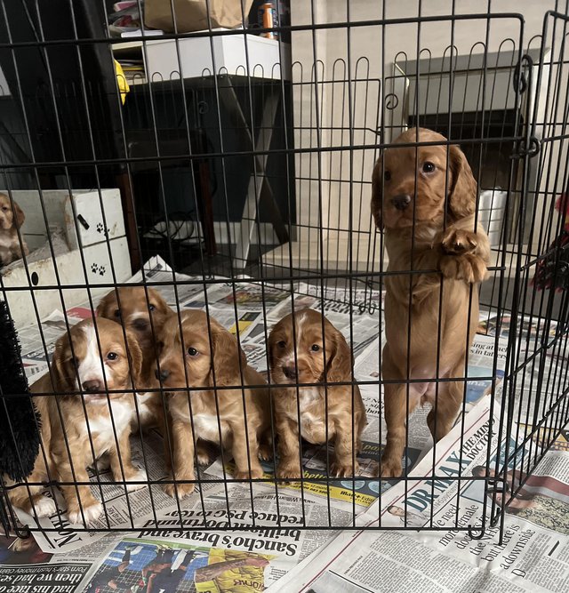 Preview of the first image of Beautiful working cocker puppies for sale.
