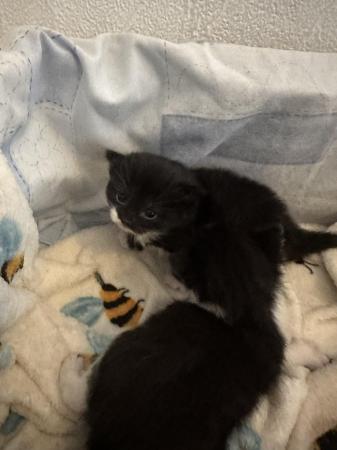Image 4 of 4 week old kittens…black and white will be ready in 7 weeks