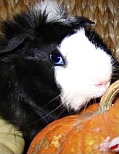 Preview of the first image of BLUE EYED GUINEA PIGS WANTED.