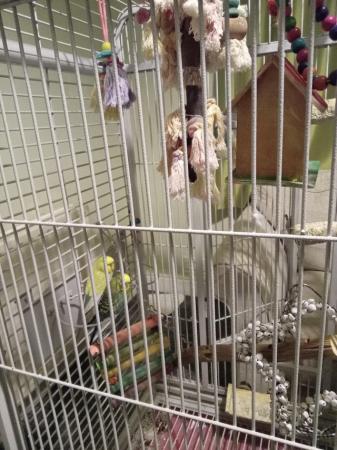 Image 5 of Aproximatly 2 and a half years old Budgerigars, male & femal
