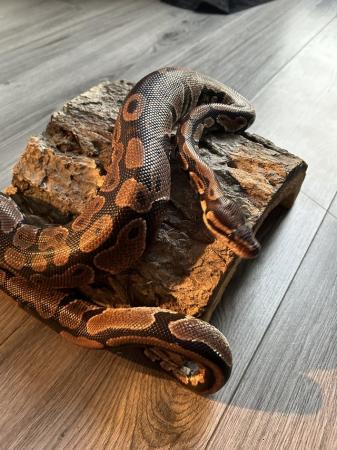 Image 1 of Ball python for sale open to offers