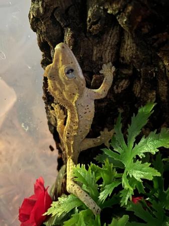 Image 5 of Crested gecko for sale dalmation spots