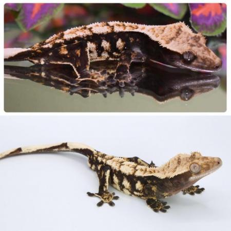 Image 6 of High End - High Contrast Jet Black Male Crested Gecko