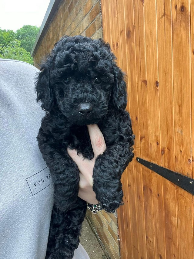 Preview of the first image of KC registered toy poodle puppies LAST BOY.