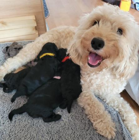 Image 7 of Only 2 left! Beautiful F1b Cockapoo puppies for sale