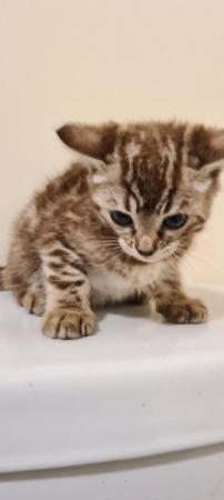 Image 8 of DISCOUNTED Bengal kittens ready for a loving new home