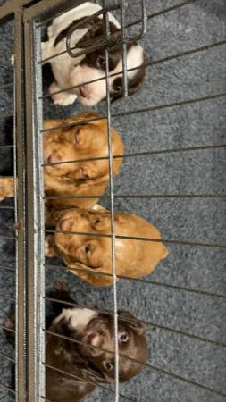 Image 3 of Gorgeous KC Reg Cocker Spaniel Puppies For Sale