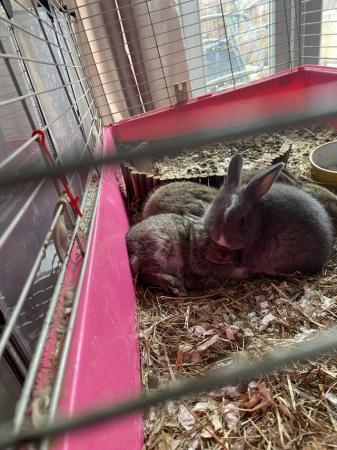 Image 1 of Baby bunnies, mixed breed
