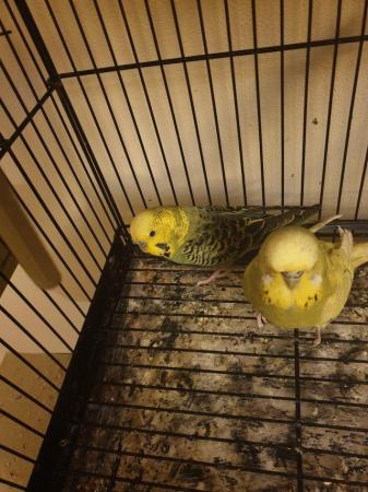 Image 2 of Pair of budgies for sale......
