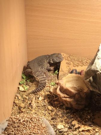 Image 3 of Uromastyx Lizard and complete set up