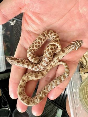 Image 3 of Hognose snake for sale (Collection only)