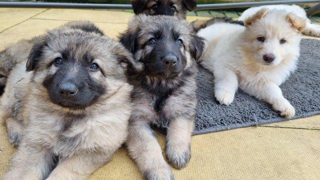 Image 5 of Kc registered longhaired german shepherd puppies boys!
