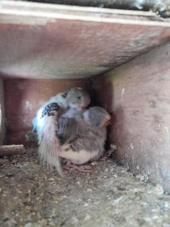 Image 1 of Baby budgies, gorgeous colours