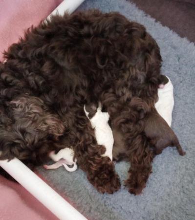 Image 9 of ONE Cockapoo F1b puppy remainDNA Health tested clear parents