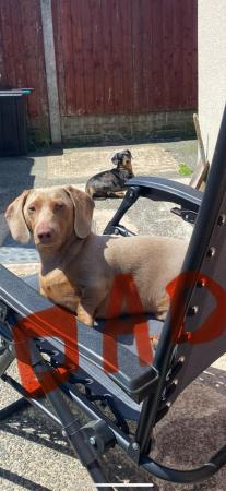 Image 4 of Miniature dachshund puppies for sale
