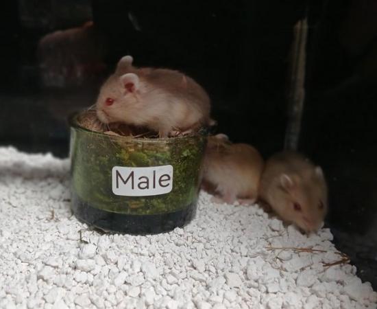 Image 21 of Baby Campbell's Hamsters
