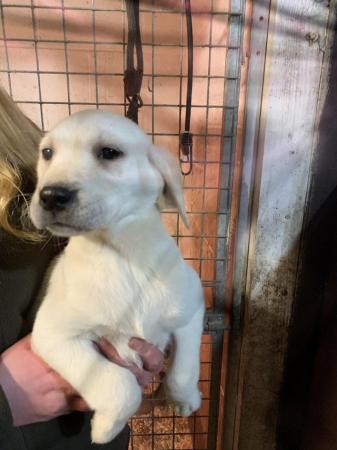 Image 10 of Labrador puppies for sale