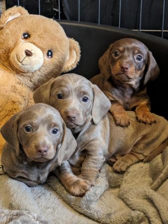 Image 9 of miniature dachshund puppies for sale