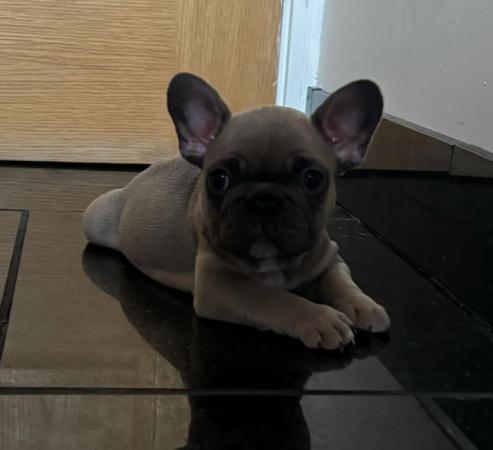 Image 12 of Ready to leave French bulldog puppies