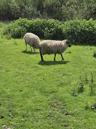 Image 3 of Shetland x Wilthorn ewe