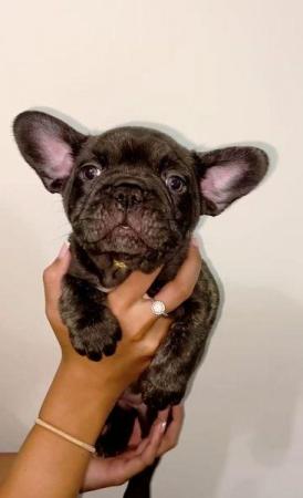 Image 3 of French Bulldog Puppies ready to go now