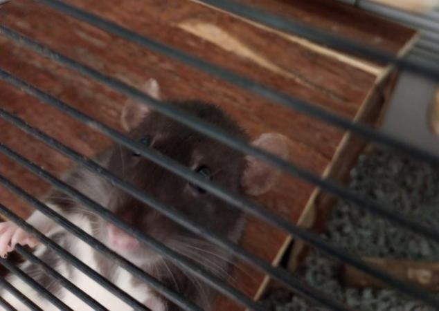 Image 5 of 2 Cute Female Rats (7 months old)