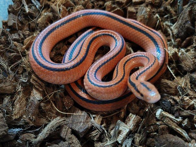 Preview of the first image of Proven Adult female Thai bamboo ratsnake.