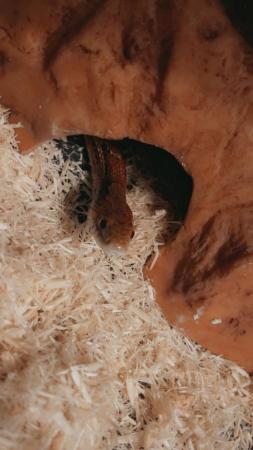 Image 3 of Corn snake for sale. 4 years old