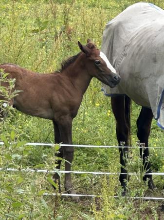 Image 3 of Tb mare  and beautiful filly