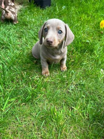 Image 2 of Quality bred Miniature Dachshunds 2 boys 1 girl for sale