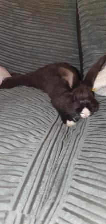 Image 5 of 3 sociable gorgeous bunnies looking for forever loving homes