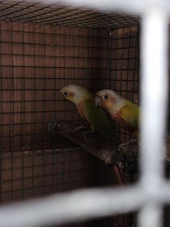 Image 2 of 3 x pairs suncheek conures