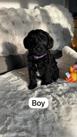 Image 6 of Lovely 11 week old jackapoo x poodles puppies for sale