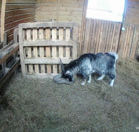 Image 3 of Male Pygmy Goat For Sale £200