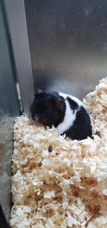 Image 5 of Syrian & Dwarf Hamsters available for sale
