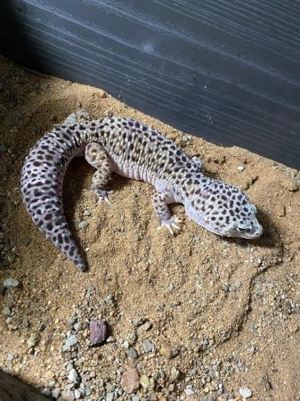 Image 4 of Leopard gecko and vivarium for sale