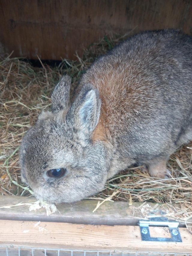 Preview of the first image of 12 month old agouti netherland dwarf male.