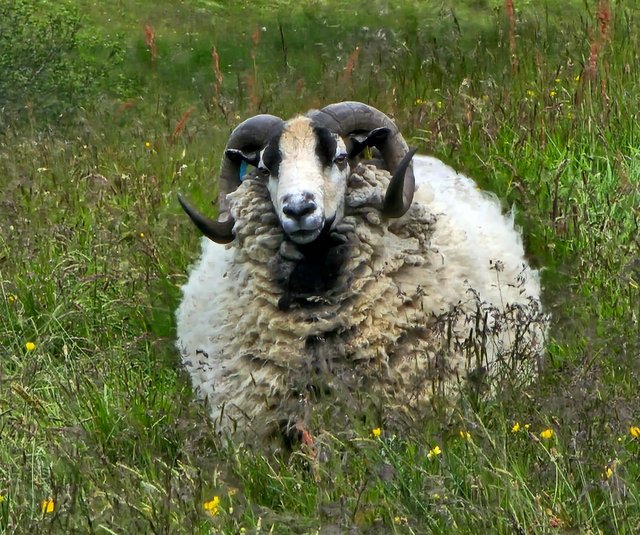 Preview of the first image of Purebred Badger Face tup..