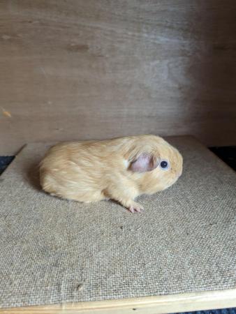 Image 3 of Pretty pair of baby male guinea pigs available
