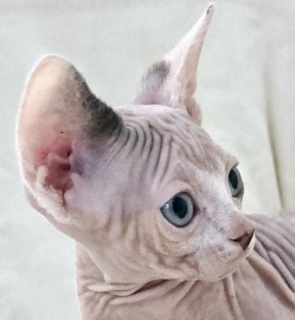 Image 1 of Beautiful Sphinx Kittens Ready Now.
